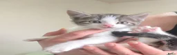 Mixed Breed cats for sale: Beautiful kittens for sale🩵 - Advert 5