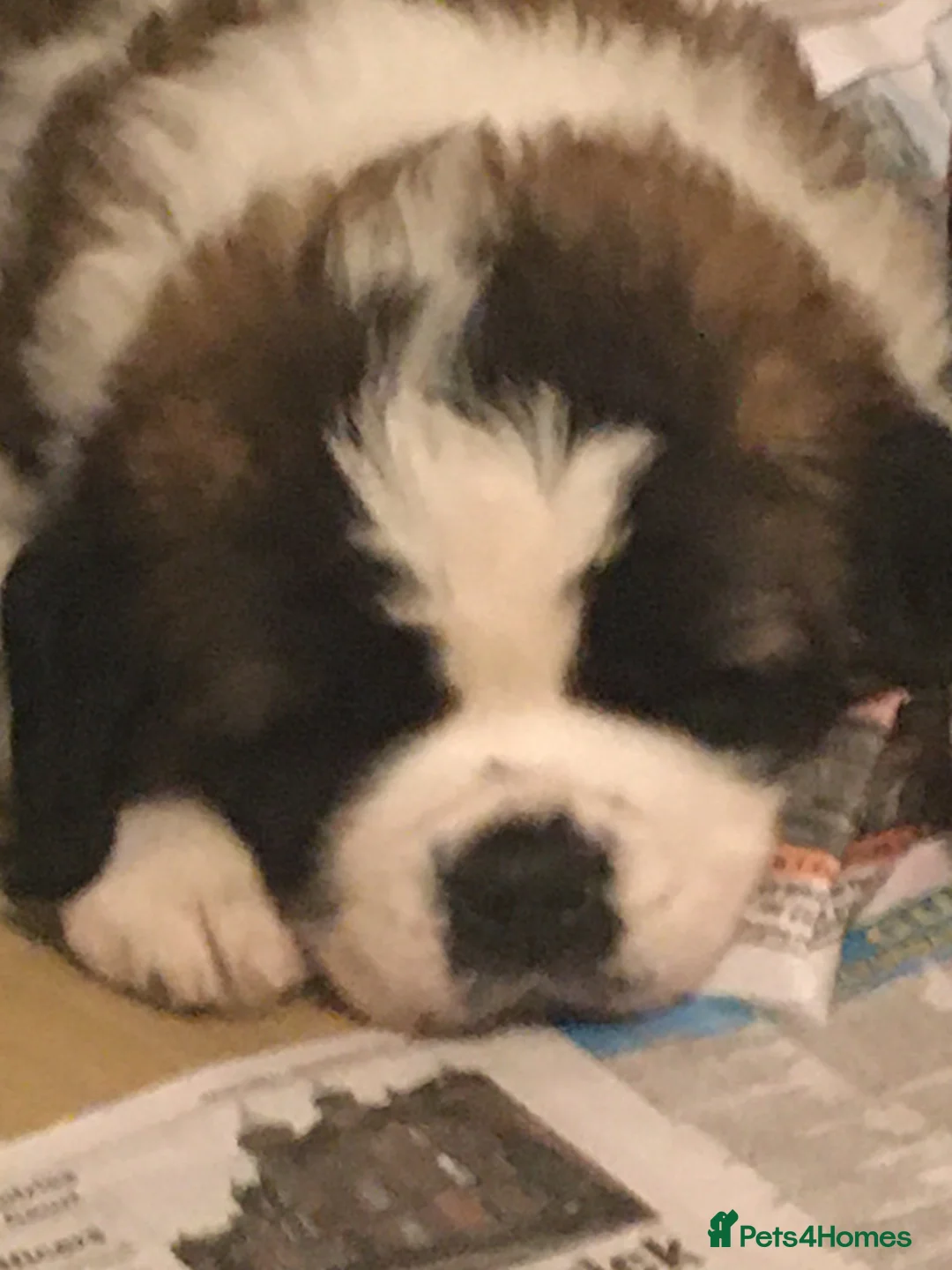 Saint Bernard dogs for sale: Health-tested line established 1990s. - Advert 12