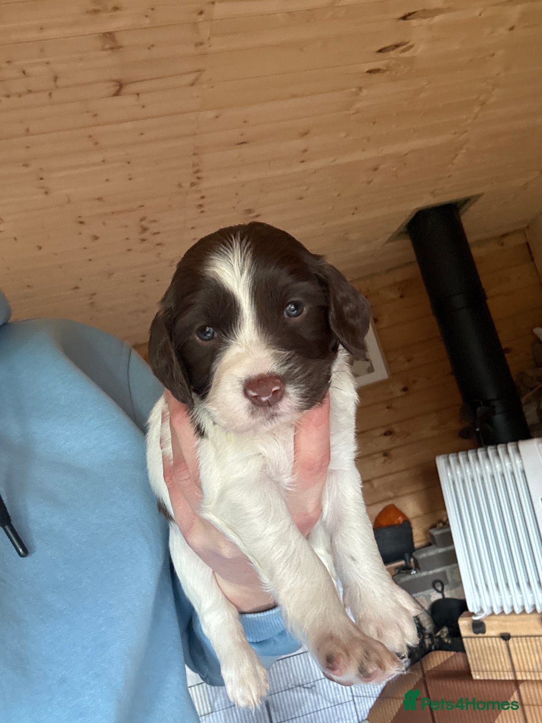 English Springer Spaniel dogs for sale: Sired by Brocklinton Bertie FTCH, docked - Image 17