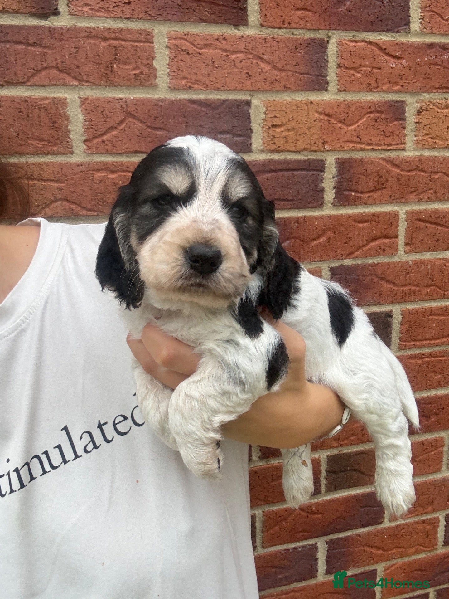 Cocker Spaniel dogs Stunning cocker spaniel puppies  - Advert 2
