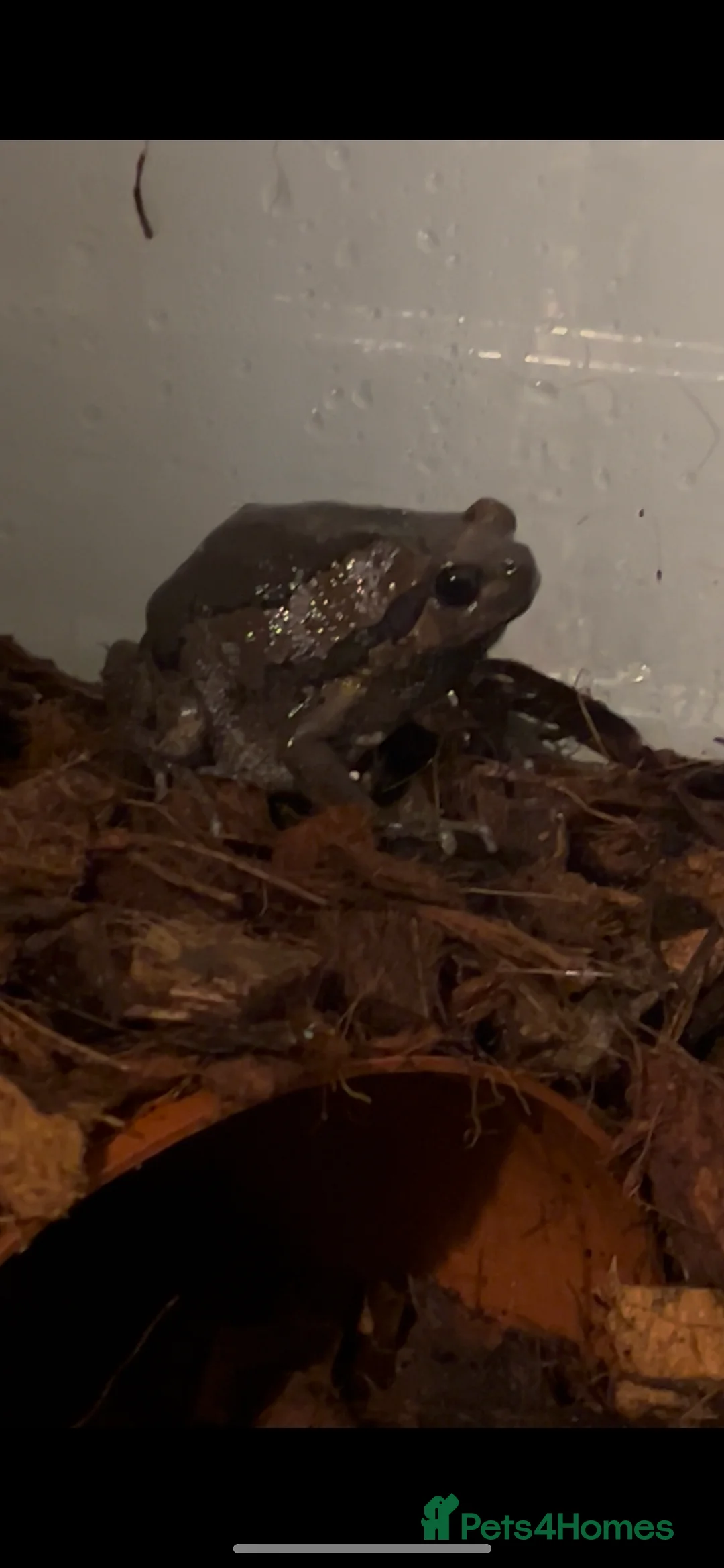 Frog reptiles for sale: Cute chubby frog  in Ipswich - Advert 1