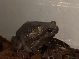 Frog reptiles Cute chubby frog in Ipswich - Advert 16