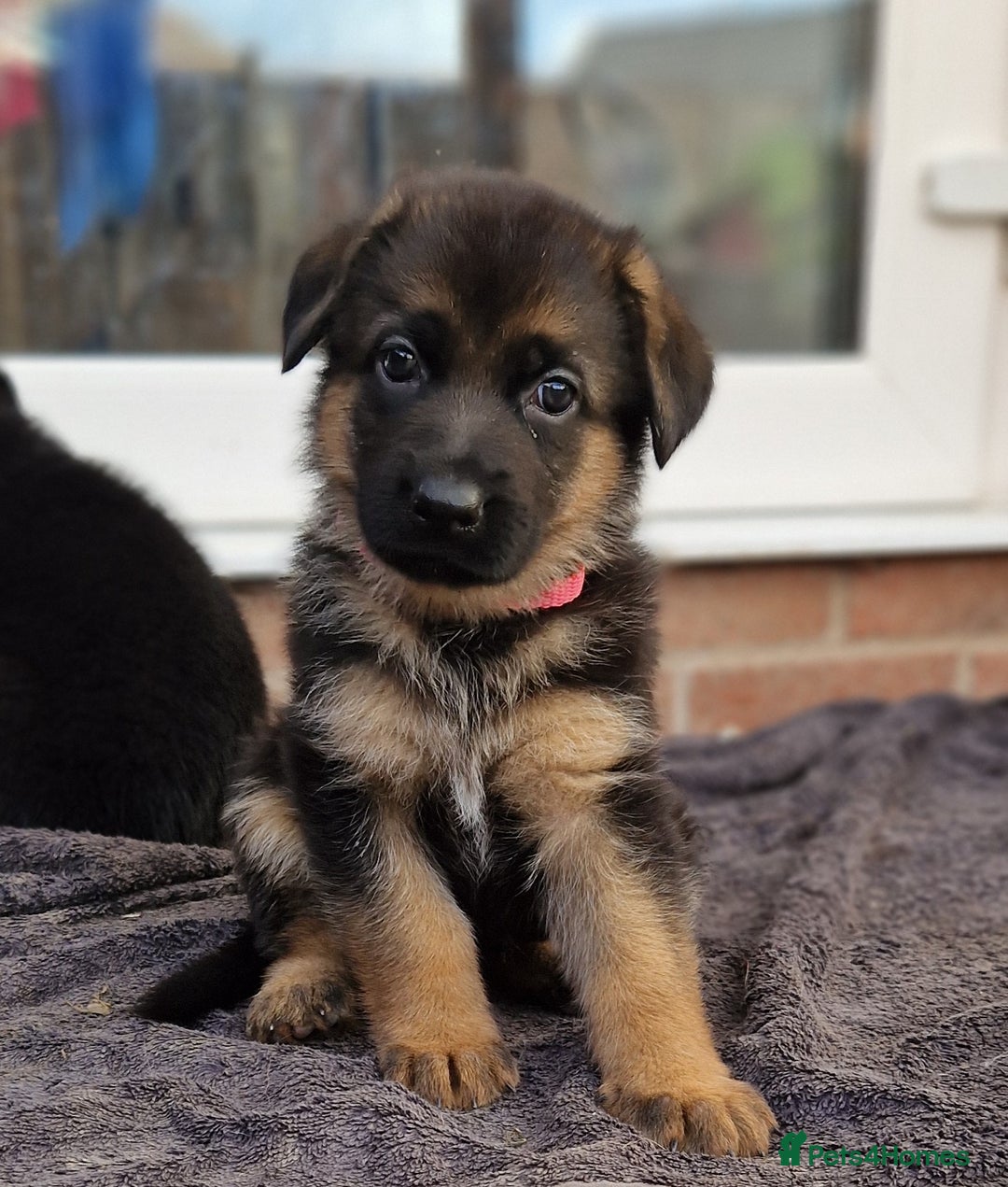 German Shepherd dogs for sale: KC registered German shepherd puppies - Image 18