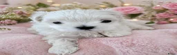 Maltese dogs for sale: ❤️Gorgeous Korean baby girl ❤️ - Advert 31