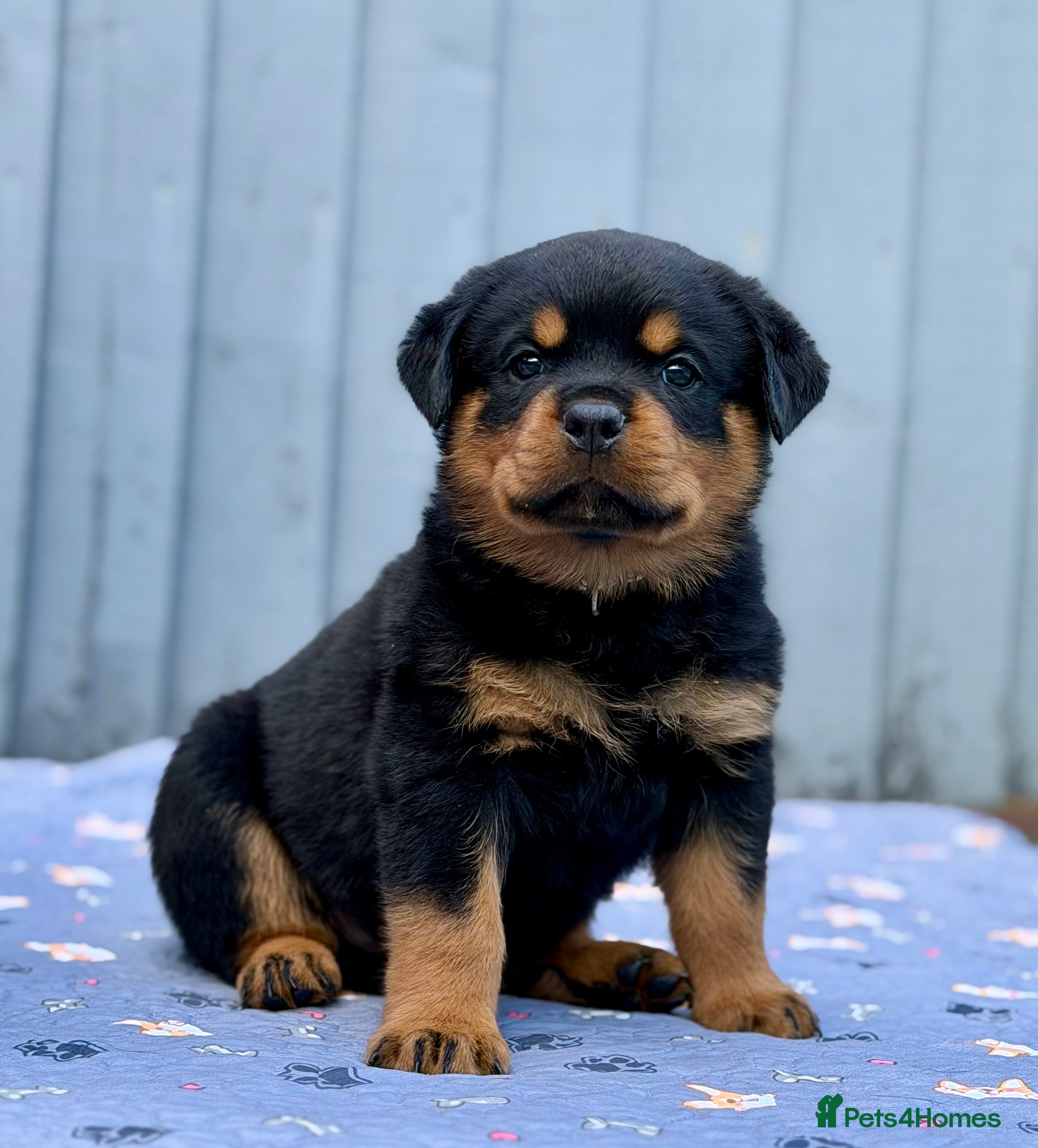 Rottweiler dogs for sale: 5 Exceptional KC Registered Rottweiler Puppies - Advert 1