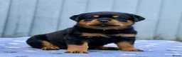 Rottweiler dogs for sale: 5 Exceptional KC Registered Rottweiler Puppies - Advert 1