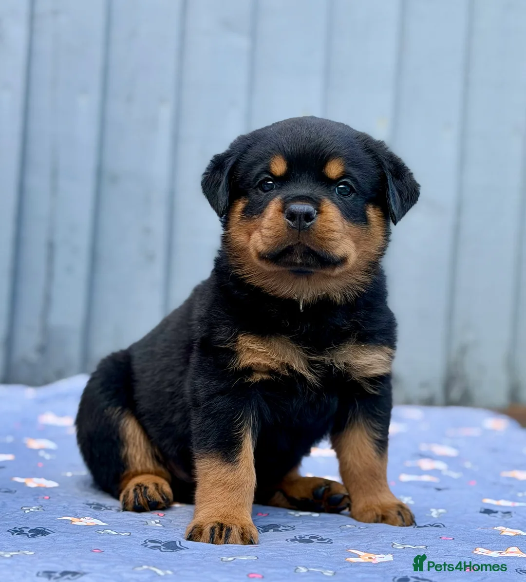 Rottweiler dogs for sale: 5 Exceptional KC Registered Rottweiler Puppies - Advert 1