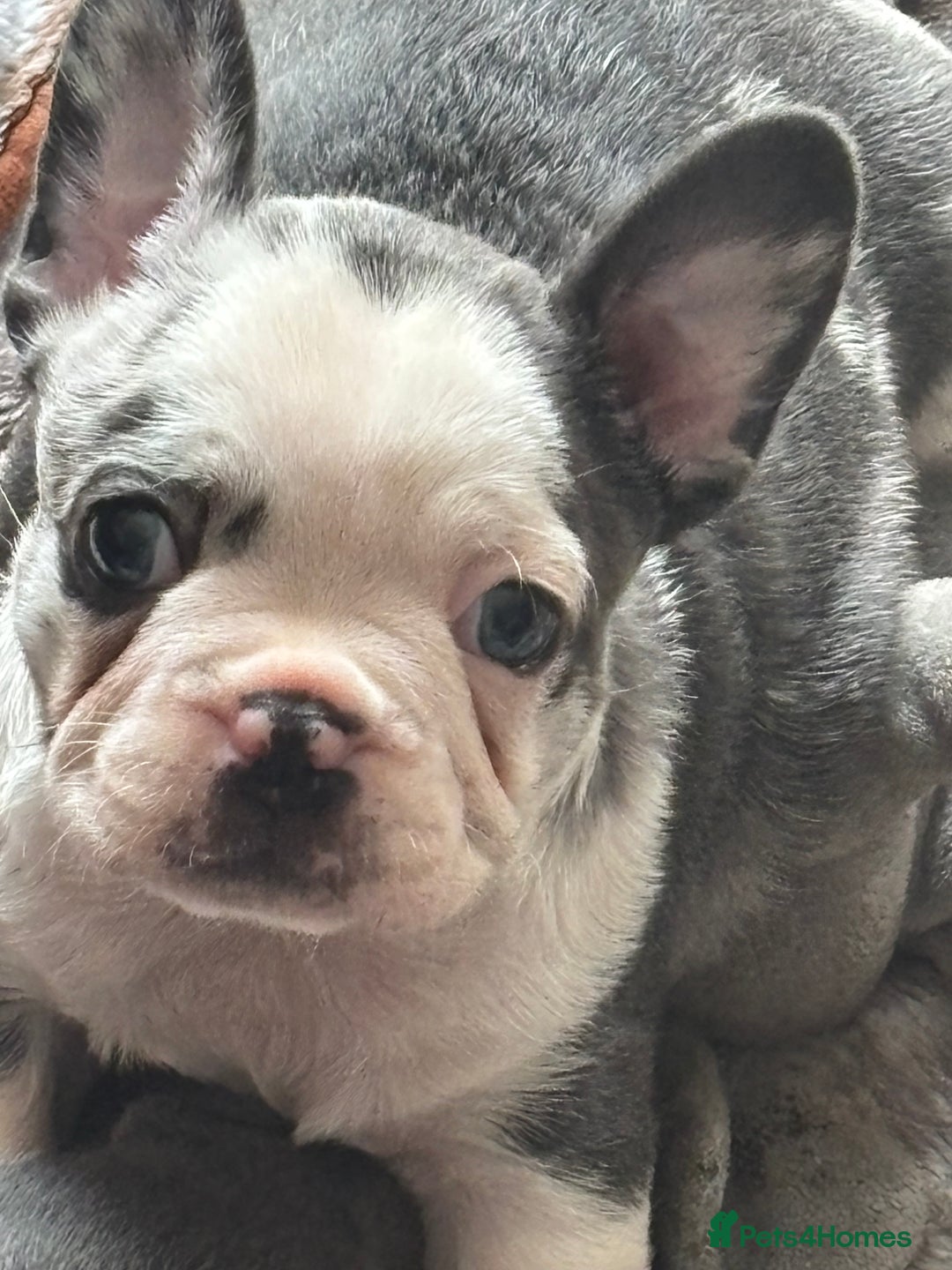 French Bulldog dogs for sale: French bulldog puppies  - Image 9
