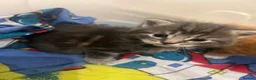 European cats for sale: Cute kittens in Aldershot - Advert 5