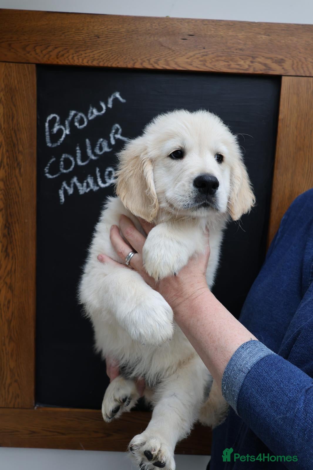 Golden Retriever dogs Amazing Golden Retriever Puppies - Advert 1