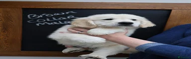 Golden Retriever 1