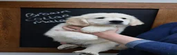 Golden Retriever dogs for sale: Amazing Golden Retriever Puppies - Advert 1