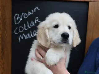 Golden Retriever dogs for sale: Amazing Golden Retriever Puppies - Advert 1