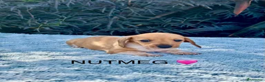 NUTMEG 