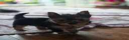 Yorkshire Terrier dogs for sale: Yorkshire Terrier puppies for sale in Thames Ditton - Advert 6