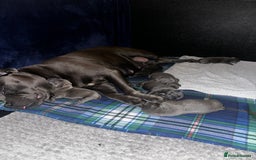 Staffordshire Bull Terrier dogs for sale: Quality Blue Staffies - Image 8