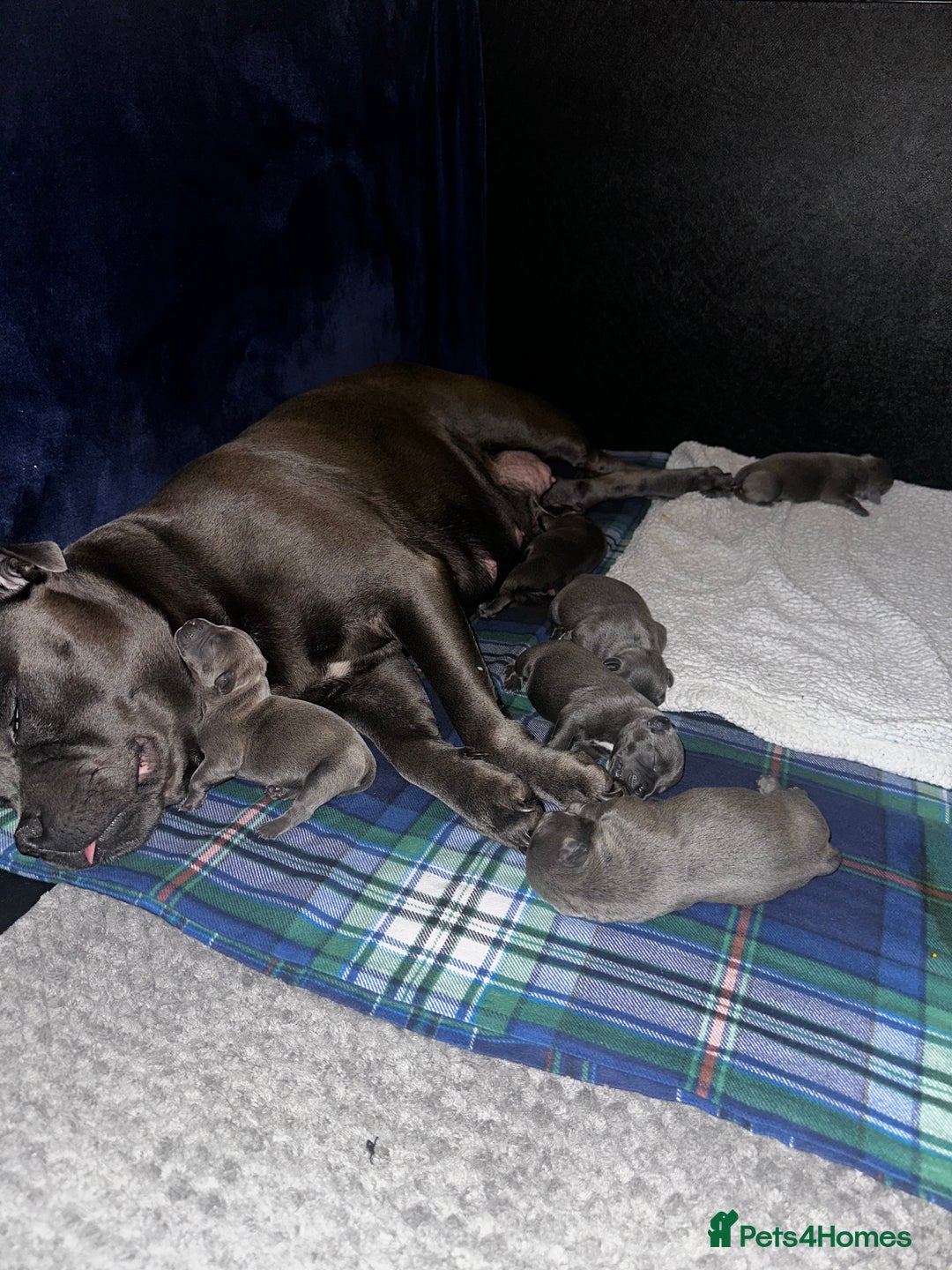 Staffordshire Bull Terrier dogs for sale: Quality Blue Staffies - Image 8