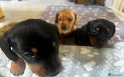 Miniature Dachshund dogs for sale: kc reg miniature smooth Dachshund 1 girl 1 boy - Image 12