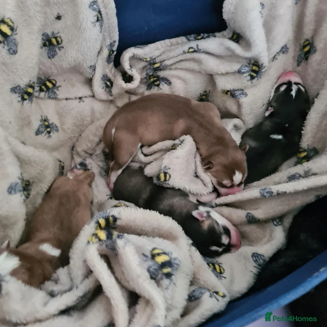 Siberian Husky dogs for stud: 🐺Lucky🐺 in Birmingham - Advert 25