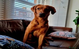 Labrador Retriever dogs for sale: Fox Red Labrador Puppies Health Tested - Image 12