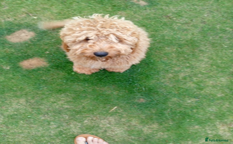Cockapoo dogs - Advert 7