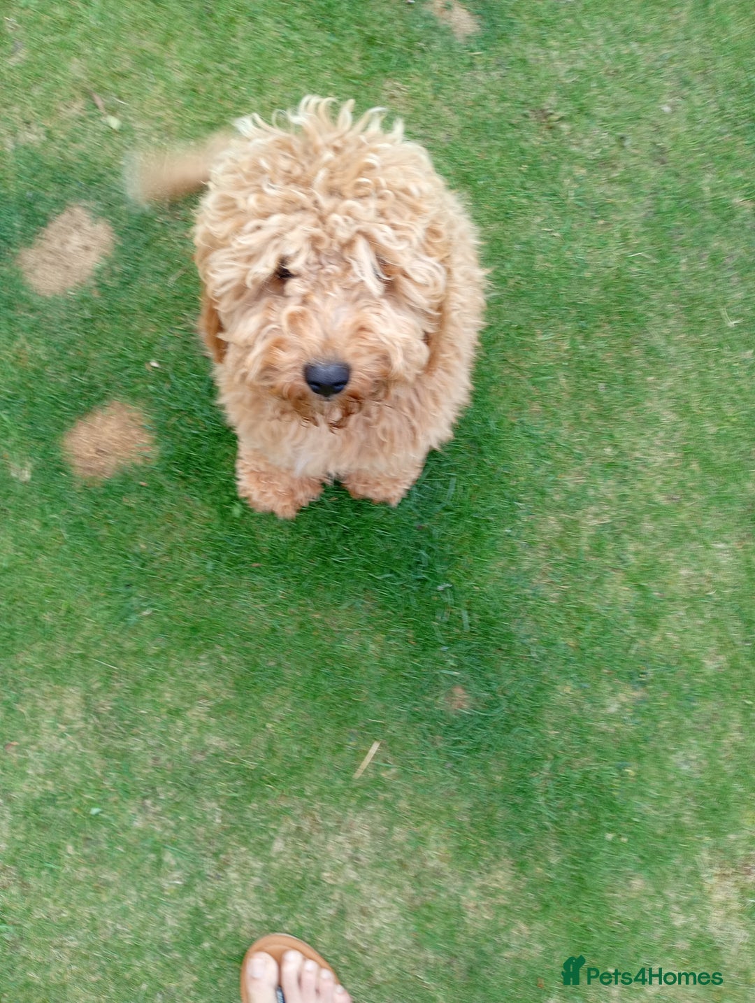 Cockapoo dogs for sale: Biscuit colour cockapoo - Image 1
