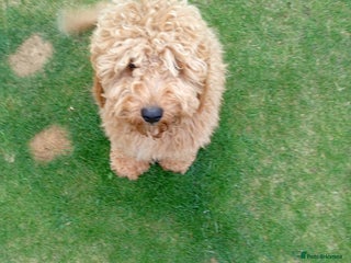 Cockapoo dogs - Advert 33