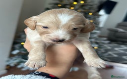 Cockapoo dogs for sale: F2B Cockapoo / chocolate merle & Apricot - Advert 6