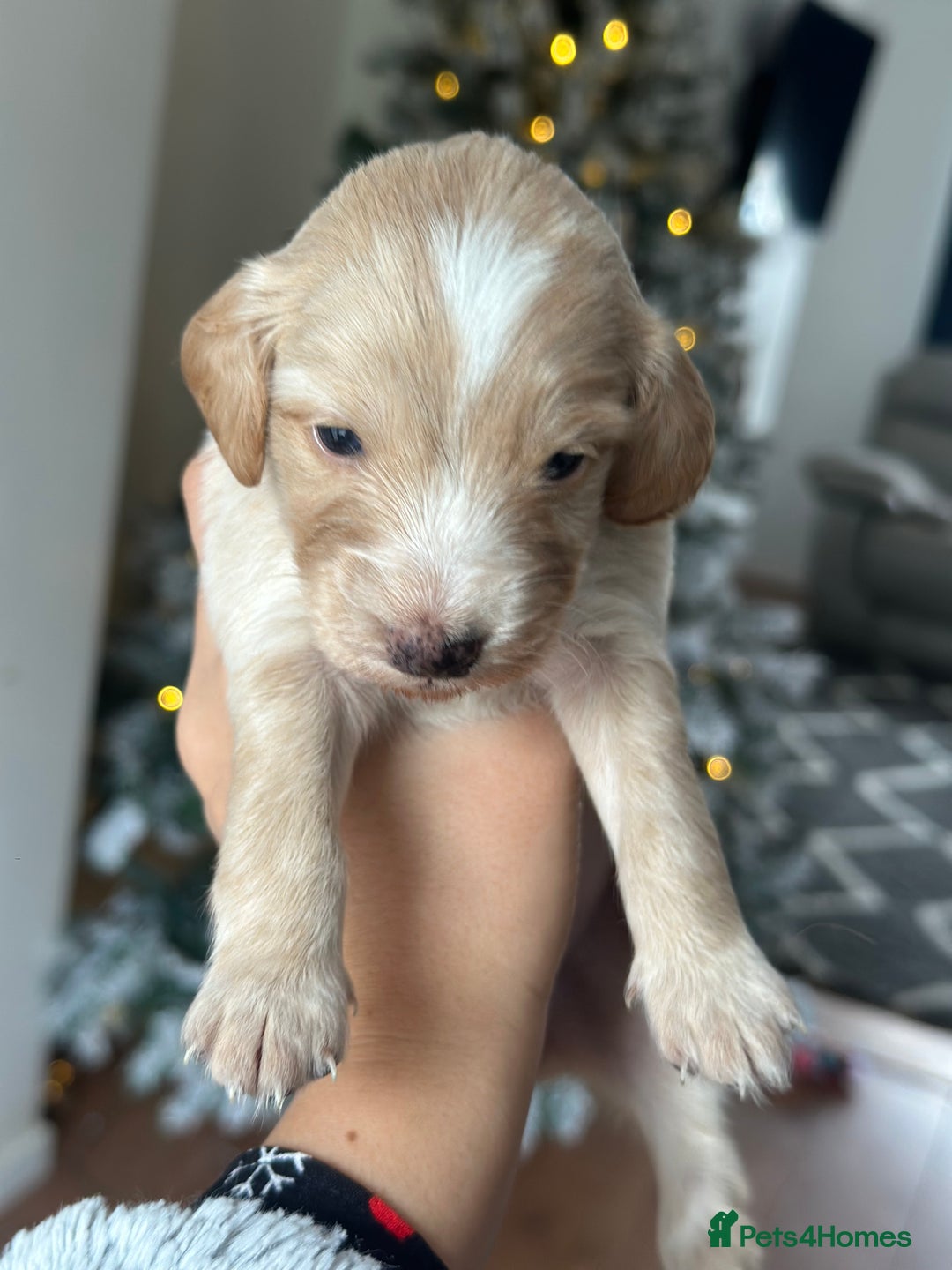 Cockapoo dogs for sale: F2B Cockapoo / chocolate merle & Apricot - Advert 6