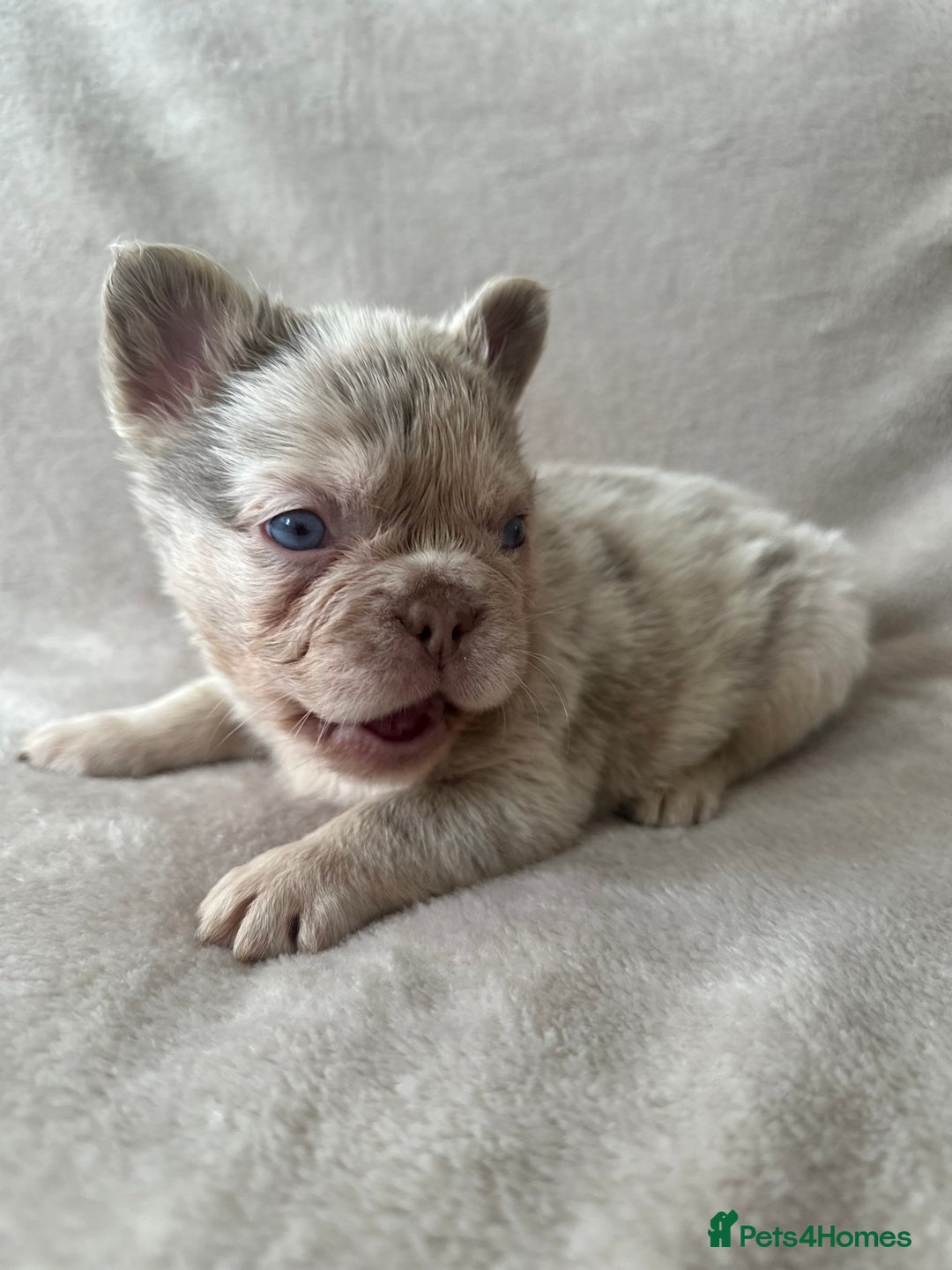 French Bulldog dogs for sale: RARE FLUFFY FRENCHIES! LAST 3 LEFT!!!! - Advert 7