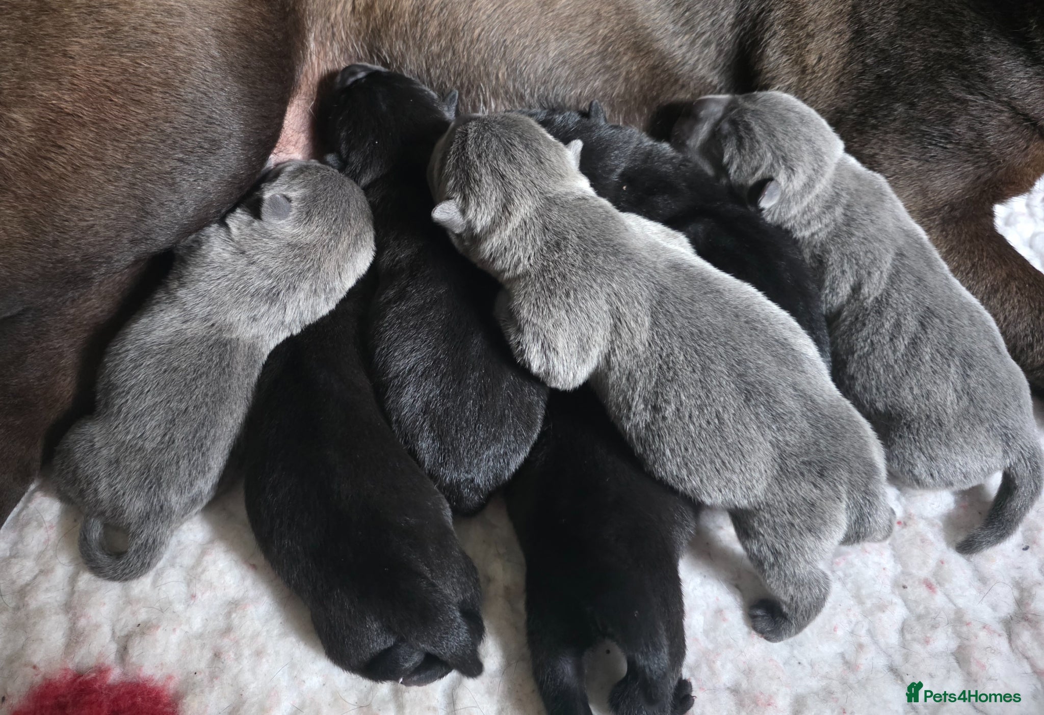 Mixed Breed dogs ChowPei Pups - Advert 6