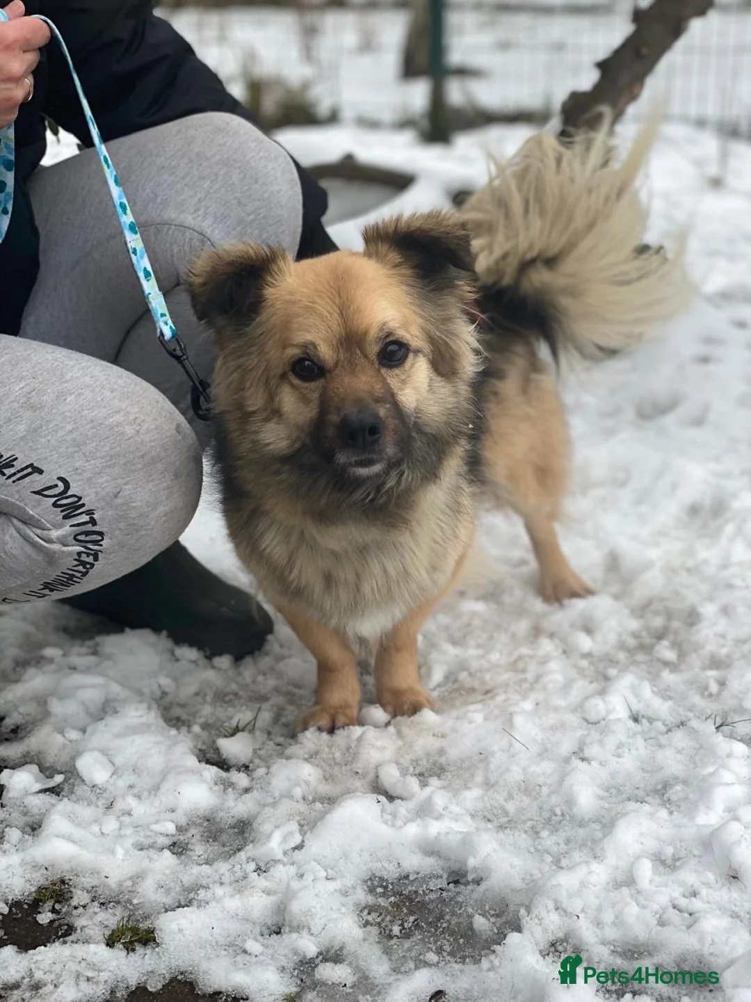 Mixed Breed dogs for adoption: ❤️🐶 RAFFY – The Little Lady Who Loves Cuddles in Burton-on-Trent - Advert 10