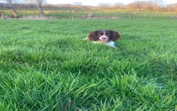 Sprocker dogs for sale: Last 2 girls available chocolate Sprockers - Image 17