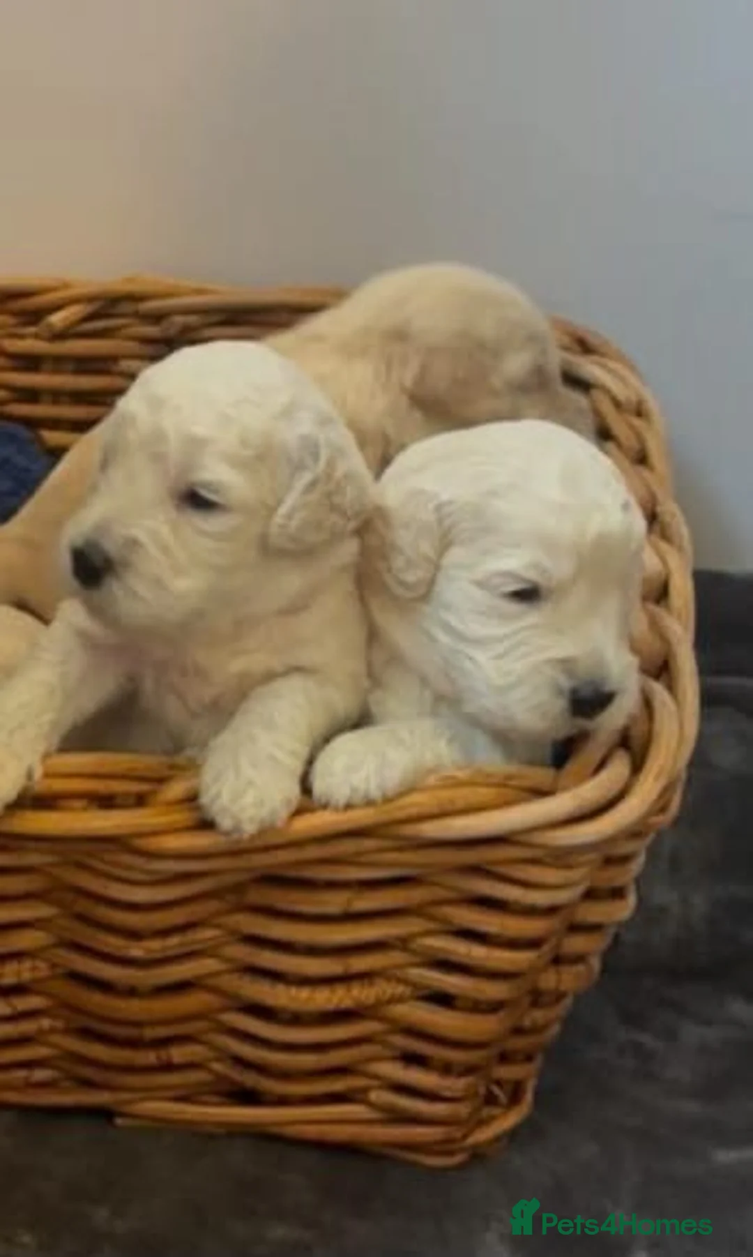 Cockapoo dogs for sale: DNA TESTED f1B cockapoo puppy’s - Advert 2