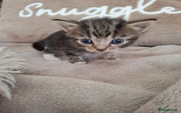 British Shorthair cats for sale: Kittens - Image 5