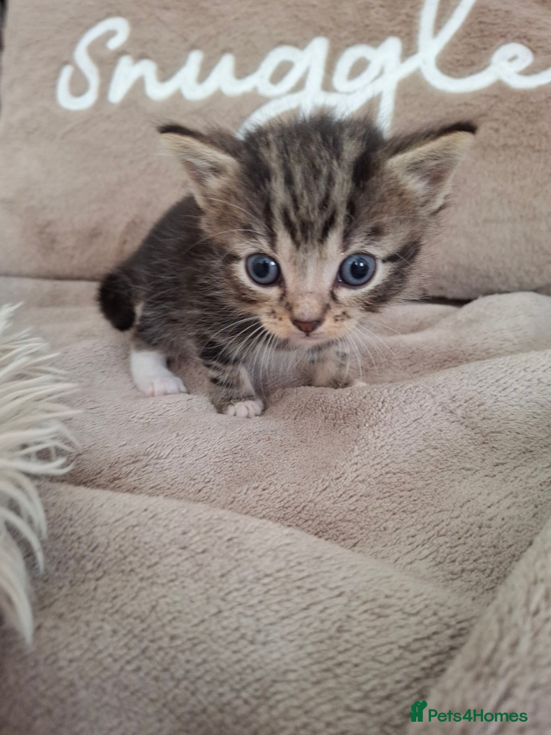 British Shorthair cats for sale: Kittens - Image 5