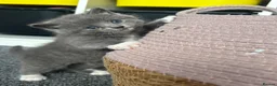 Ragdoll cats for sale: Ragdoll x British shorthair kittens - Advert 15
