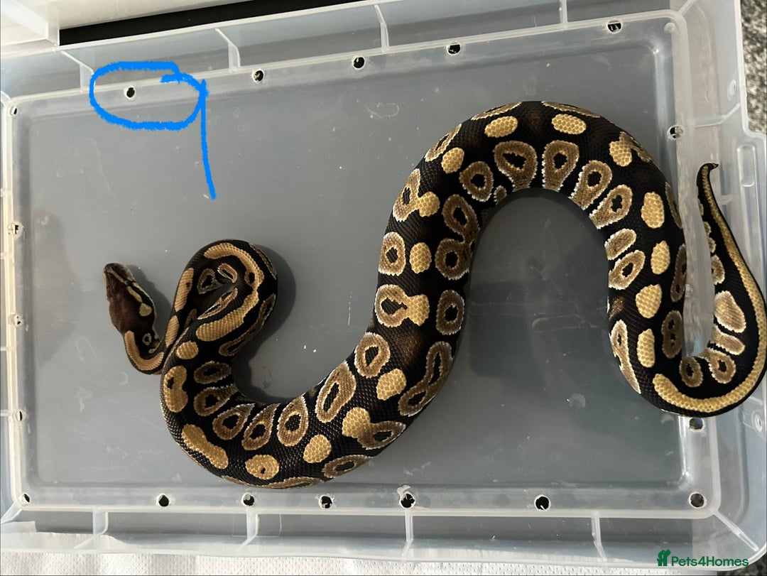 Python Snake reptiles for sale: Royal Pythons - Image 9