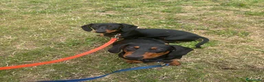 Dachshund 2