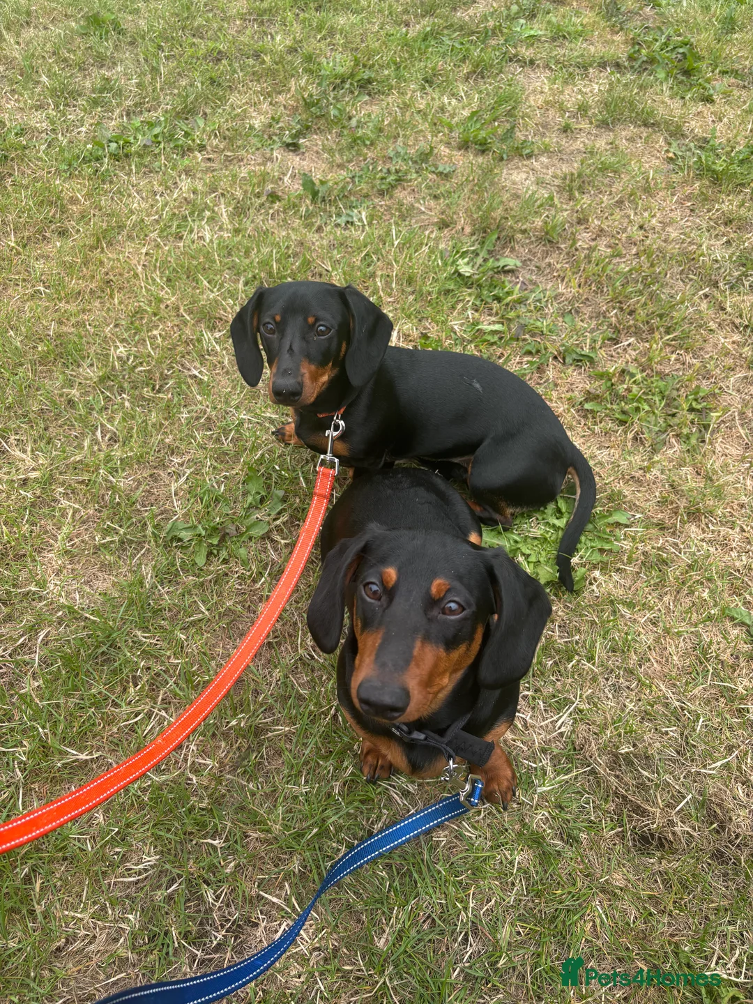 Dachshund dogs for sale: Two Miniature dachshund Brothers  in Brighouse - Advert 2