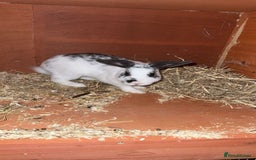 Mixed Breed rabbits for sale: Female rabbit  - Image 1