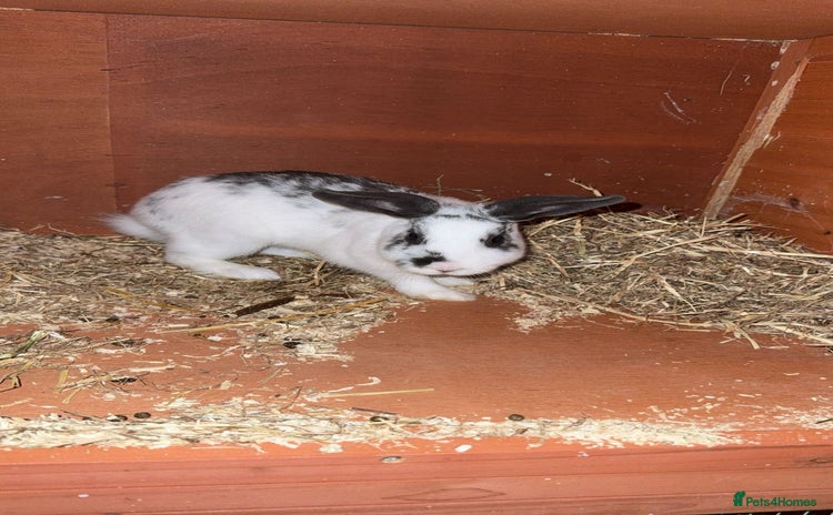 Mixed Breed rabbits - Advert 1
