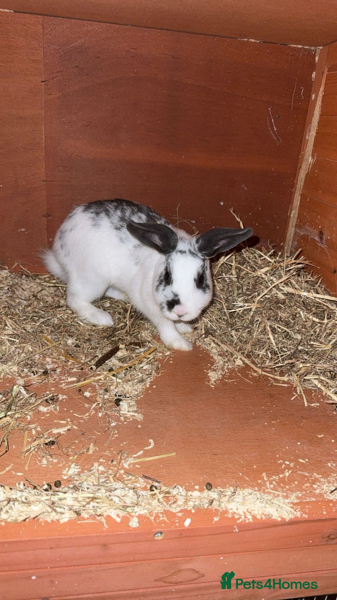 Mixed Breed rabbits for sale: Female rabbit  - Image 1