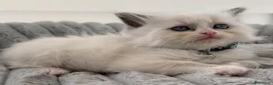 Ragdoll 2