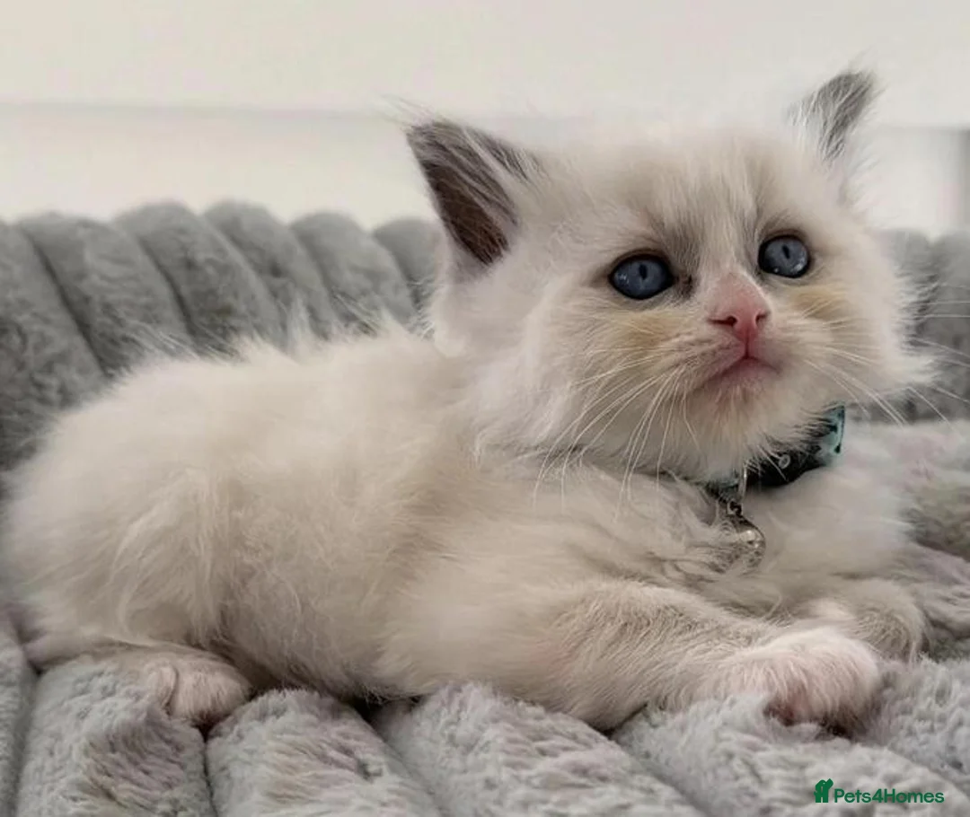 Ragdoll cats for sale: Fluff, Fun & Forever Cuddles — Ragdoll Kittens in Manchester - Advert 6