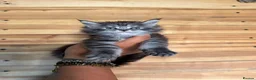 Maine Coon cats for sale: Maine Coons with Tests, Papers, Vet Checks & Vacc. - Advert 16