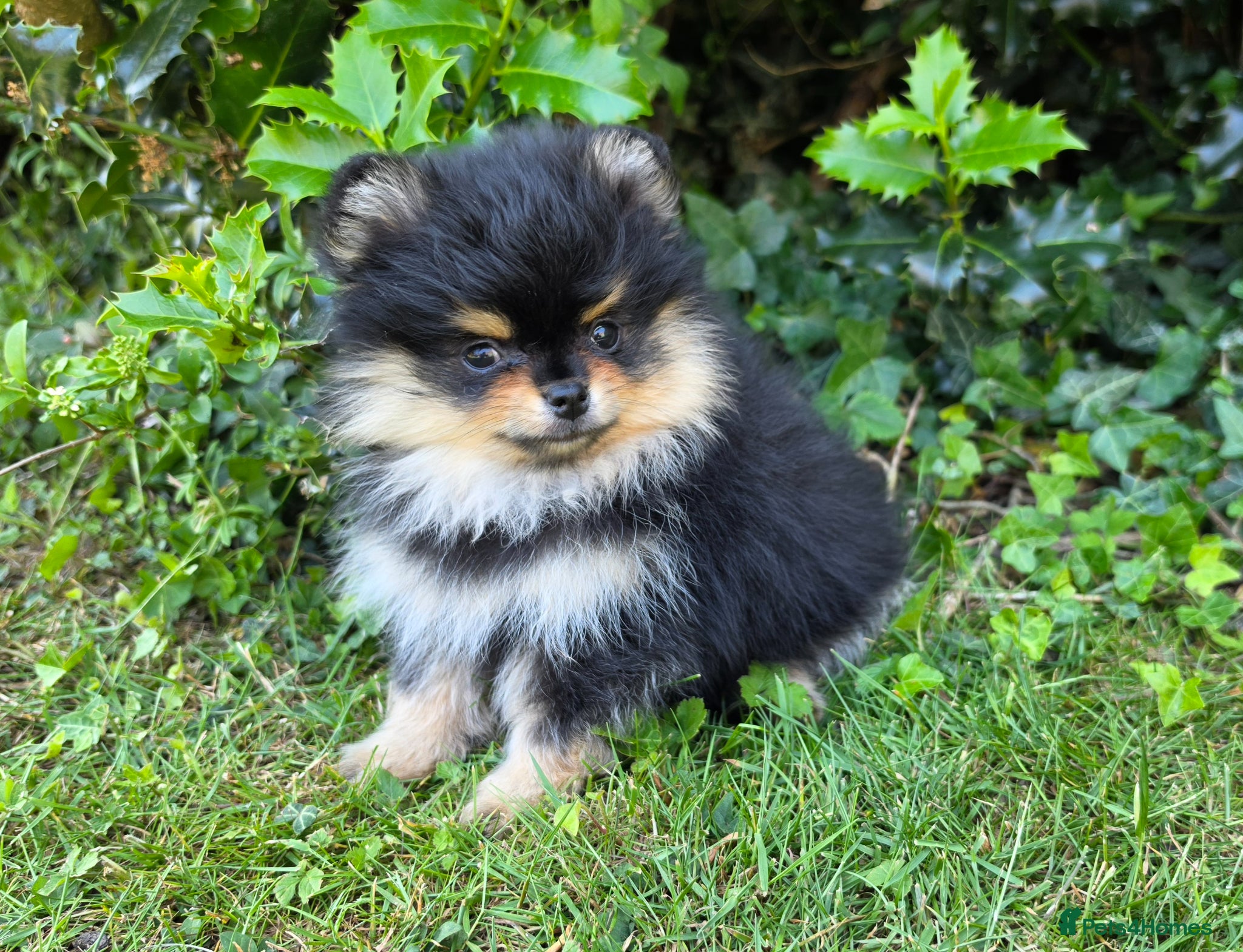 Pomeranian Puppy 3