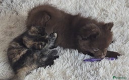 Pomeranian dogs for sale: Solid chocolate KC female  - Image 5