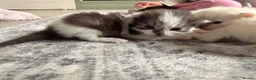 Ragdoll cats for sale: (1 left) Ragdoll mix breed  - Advert 21