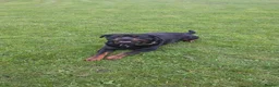 Rottweiler dogs for sale: Wonderful 3-Year-Old Rottweiler Loyal Guardian in Rotherham - Advert 2